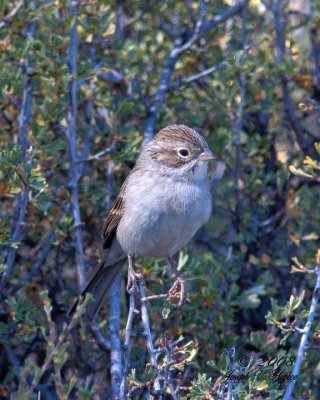 Clay-colored Sparrow