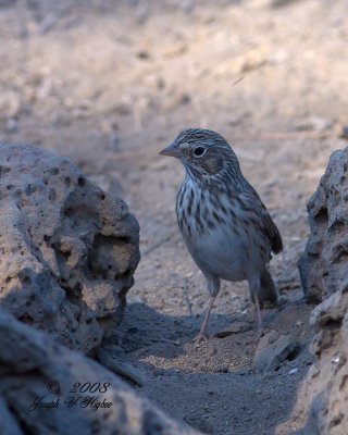 Vesper Sparrow