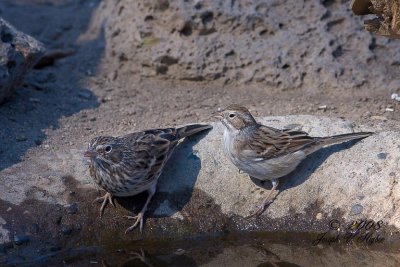 Vesper Sparrow and Brewer's Sparrow