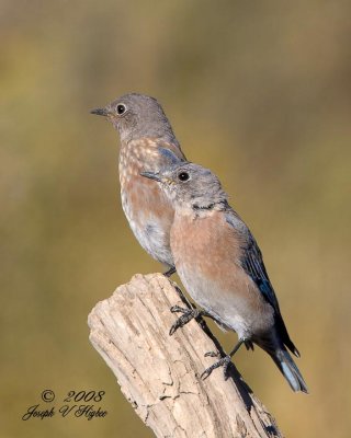 Western Bluebird juveniles