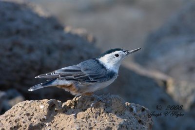 White-breasted Nuthatch Interior