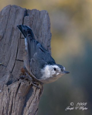 White-breasted Nuthatch Interior