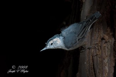 White-breasted Nuthatch Pacific