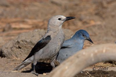 Clark's Nutcracker and Pinion Jay