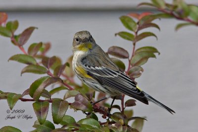 Yellow-rumped Audubon's  Warbler