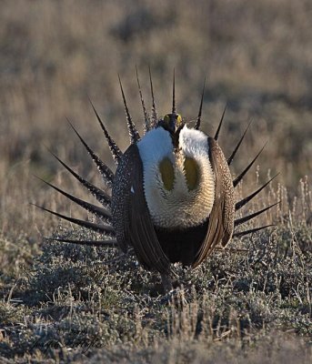 Greater Sage Grouse 2