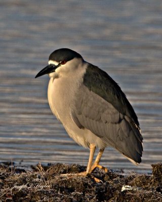 Black-crowned Night Heron