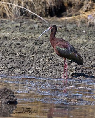 White-faced Ibis