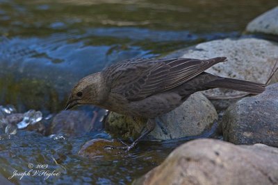 Brown-headed Cowbird female