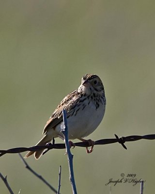 Baird's Sparrow