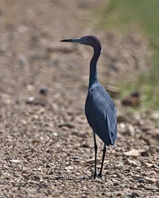 Little Blue Heron
