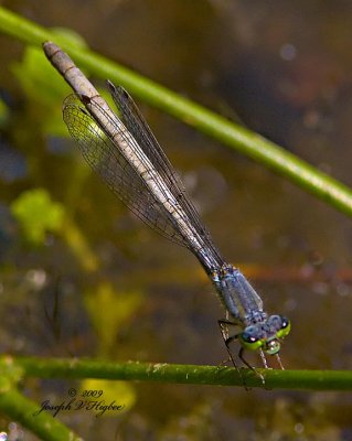 Ischnura Cervula female