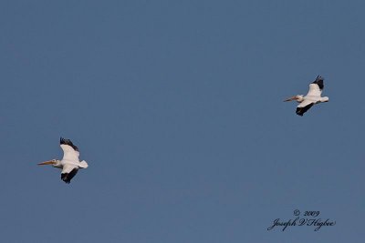 American White Pelican