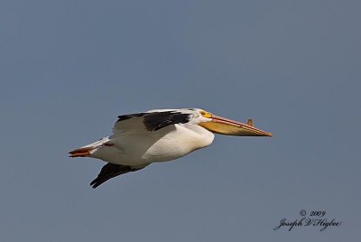 American White Pelican