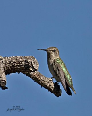 Anna's Hummingbird juvenile