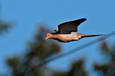 Mourning Dove