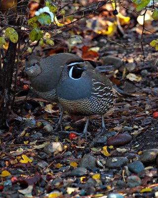 California Quail pair