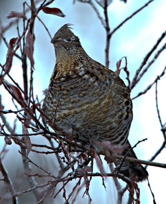 Ruffed Grouse