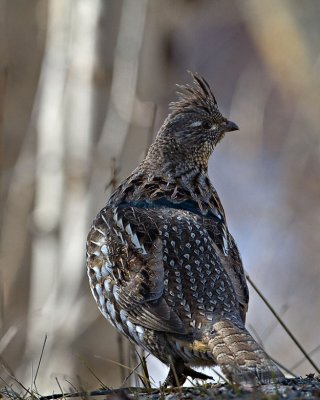 Ruffed Grouse