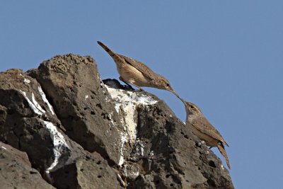 Rock Wren