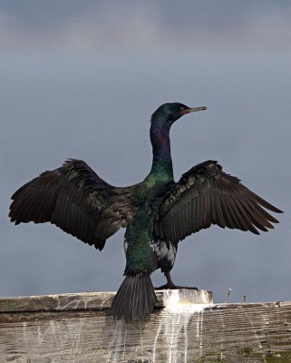 Pelagic Cormorant