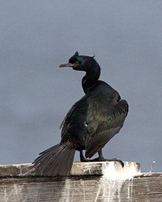 Pelagic Cormorant