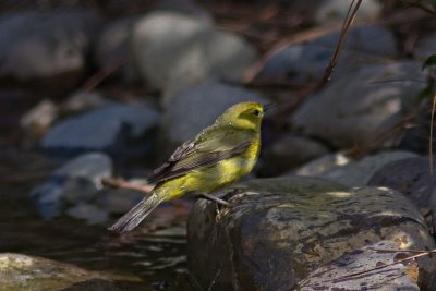 Orange-crowned Warbler