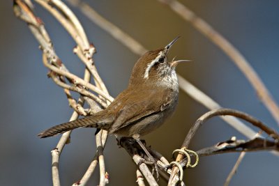 Wrens, Kinglets and Dipper