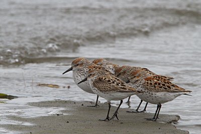 Western Sandpiper