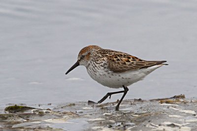 Western Sandpiper