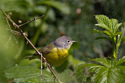 Nashville Warbler