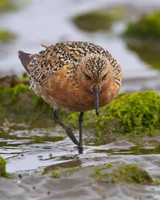 Red Knot