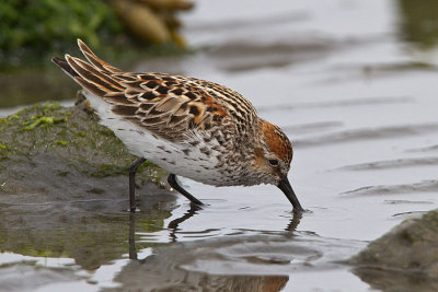 Western Sandpiper