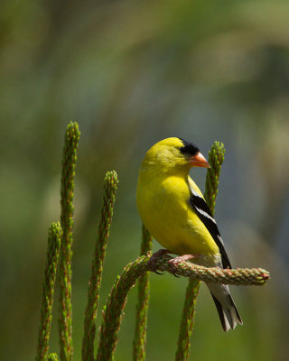 American Goldfinch in Mid-day Sun