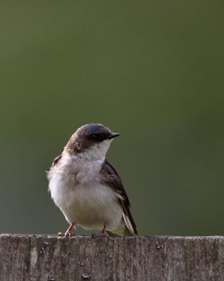Tree Swallow female
