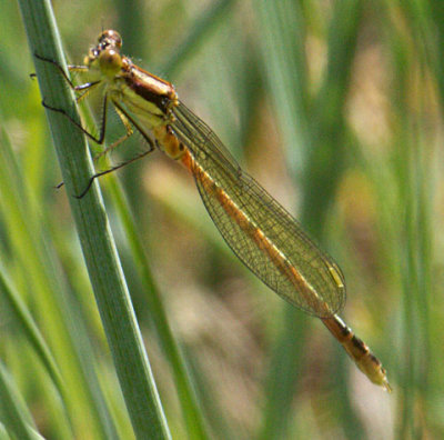 Lestes unguiculatus