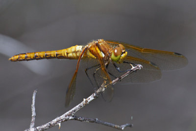 Sympetrum madidum