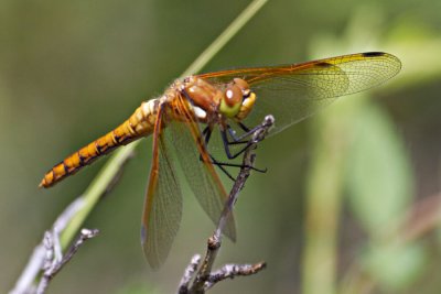 Sympetrum madidum