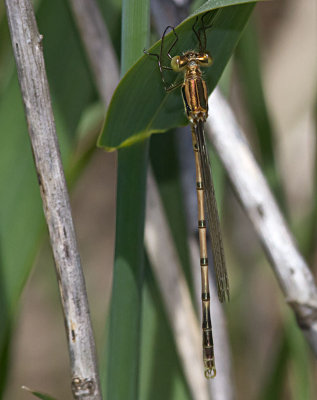 Lestes unguiculatus