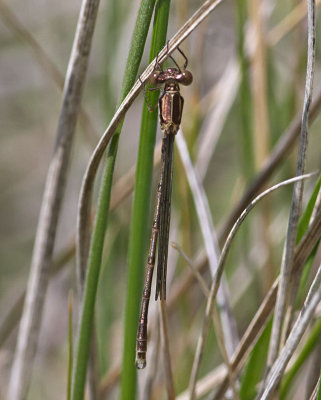 Lestes congener