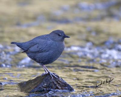 American Dipper