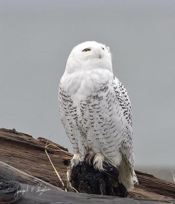 Snowy Owl