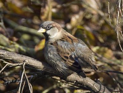 House Sparrow