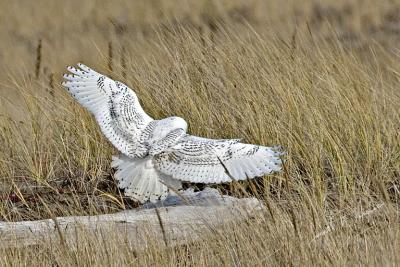 Snowy Owl