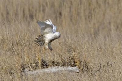 Snowy Owl