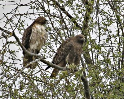 Red-tailed Hawks