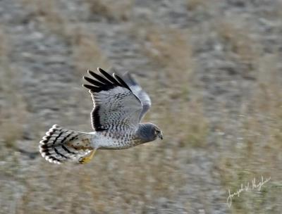 Northern Harrier