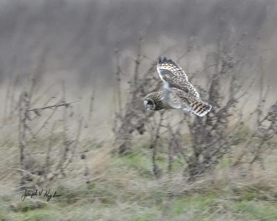 Short-eared Owl