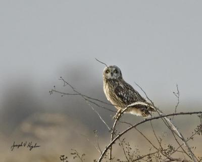 Short-eared Owl