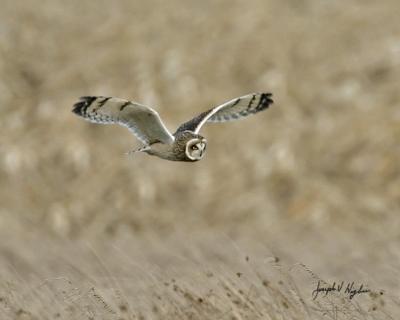 Short-eared Owl